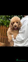 Toy Poodle dogs Fully house trained toy poodle - Advert 7