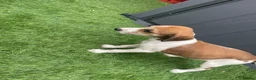 Saluki dogs for sale: Saluki puppies 8 weeks old  in Chertsey - Advert 4