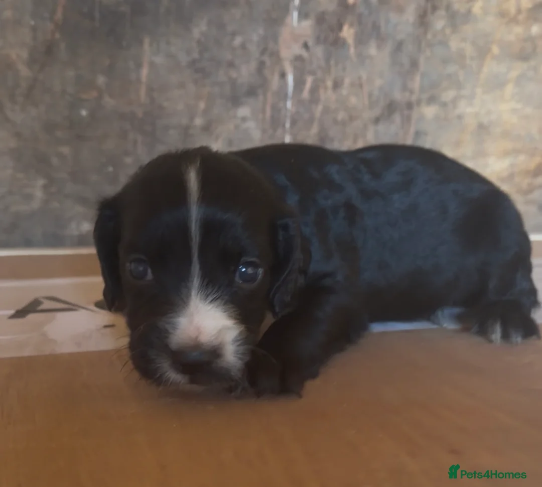 Cocker Spaniel dogs for sale: Cocker spaniel  in Ashford - Advert 2
