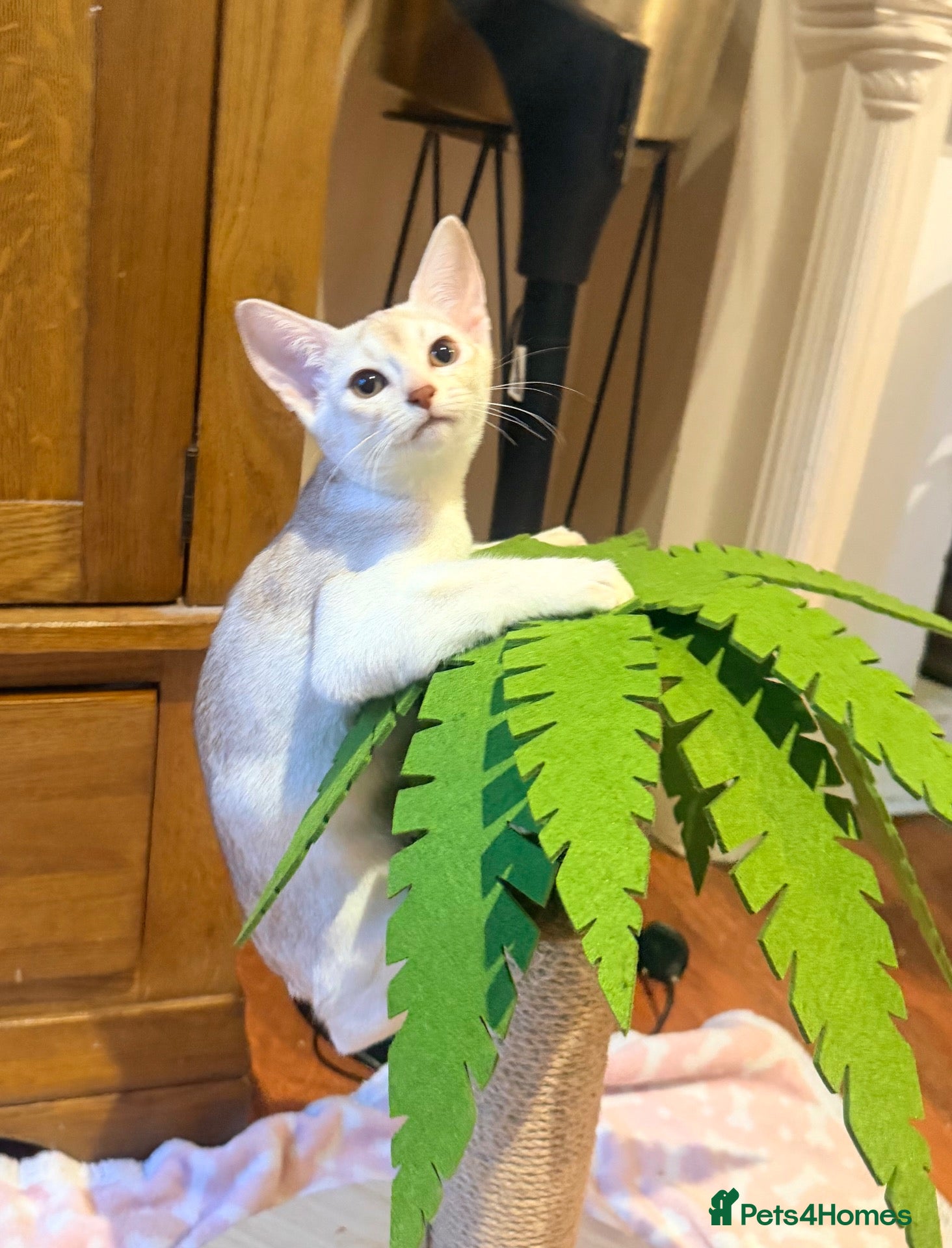 Abyssinian cats for sale: ✨ EXCEPTIONAL CHAMPION LINES – SILVER ABYSSINIAN ✨ - Advert 1
