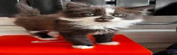 Turkish Angora cats for sale: Turkish Angora Playful Kittens - Advert 9