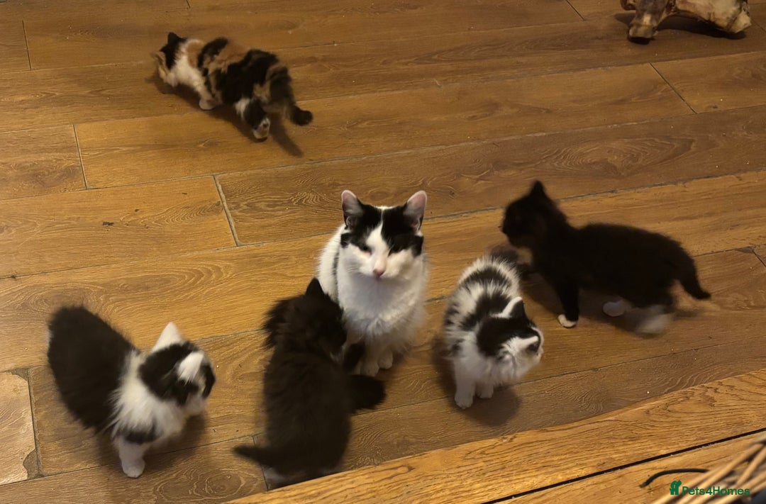 Mixed Breed cats for sale: Five semi long haired kittens available now - Advert 2