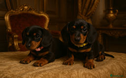 Dachshund dogs for sale: 💖traditional dachshunds puppies💝 - Image 1