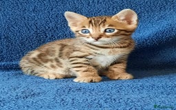 Bengal cats for sale: STUNNING GLITTER PELTED TICA REG BENGAL KITTENS - Image 10