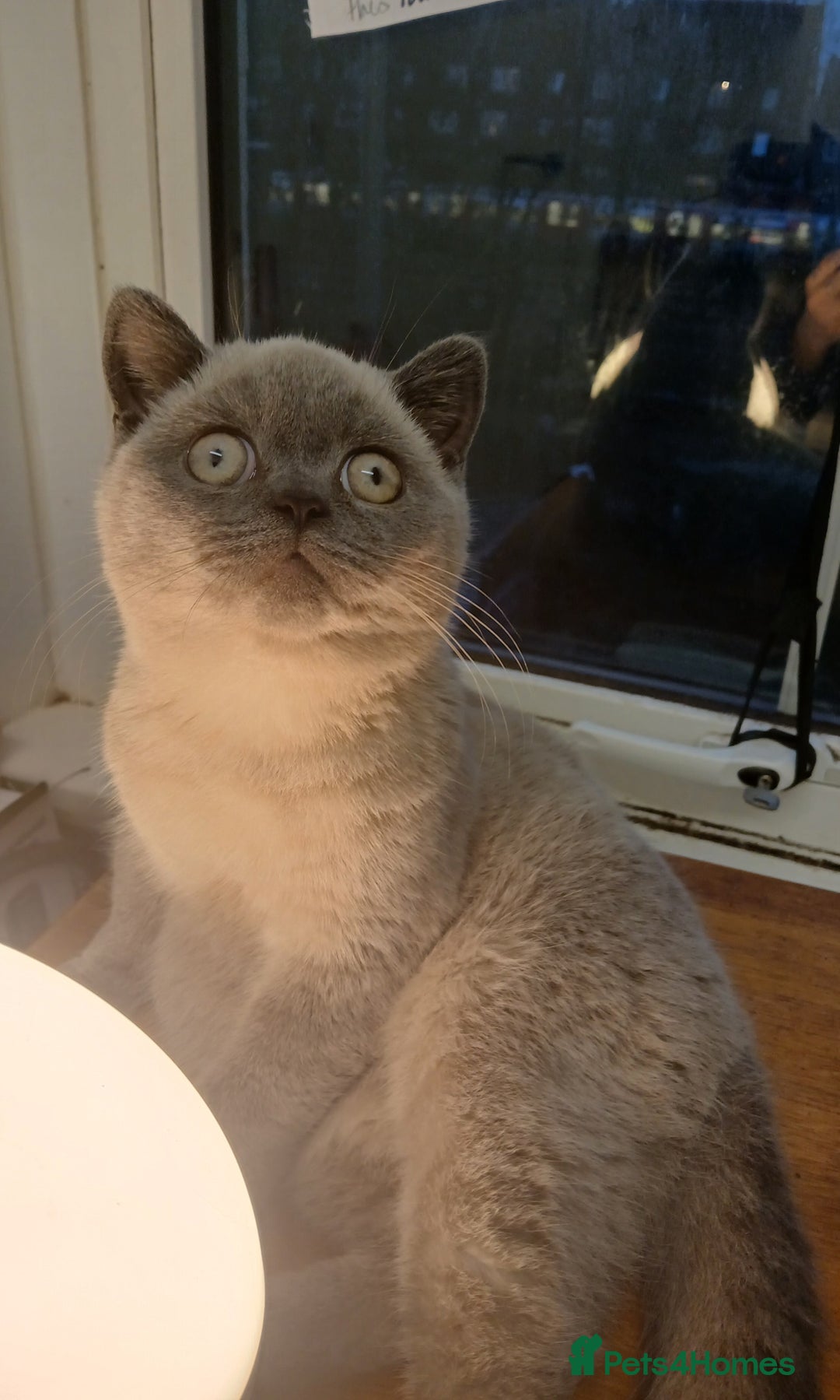 British Shorthair cats for sale: STUNNING LILAC BLUE BHS YOUNG FEMALE CAT - Advert 12