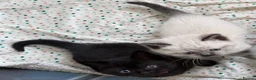 Mixed Breed cats for sale: BSH and Ragdoll mix  - Advert 3