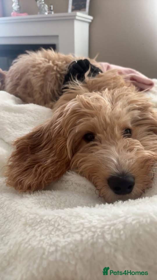 Sproodle dogs Nearly 6 month old sproodle - Advert 17