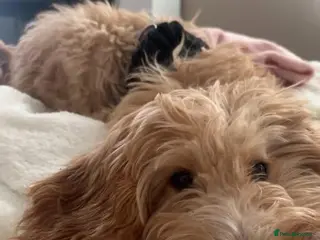 Sproodle dogs Nearly 6 month old sproodle - Advert 17