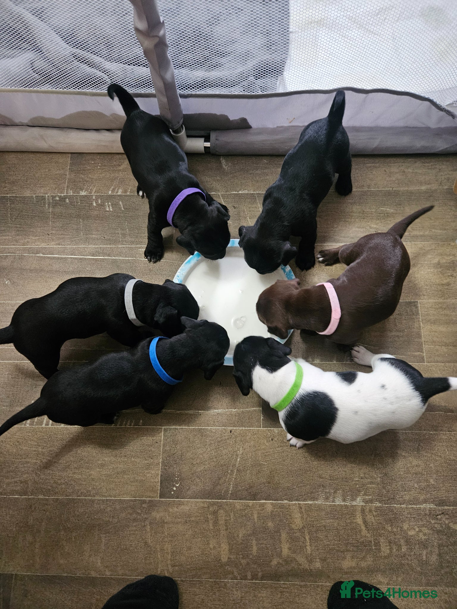 Patterjack dogs patterjack puppies 3 boys 2 girls  - Advert 1