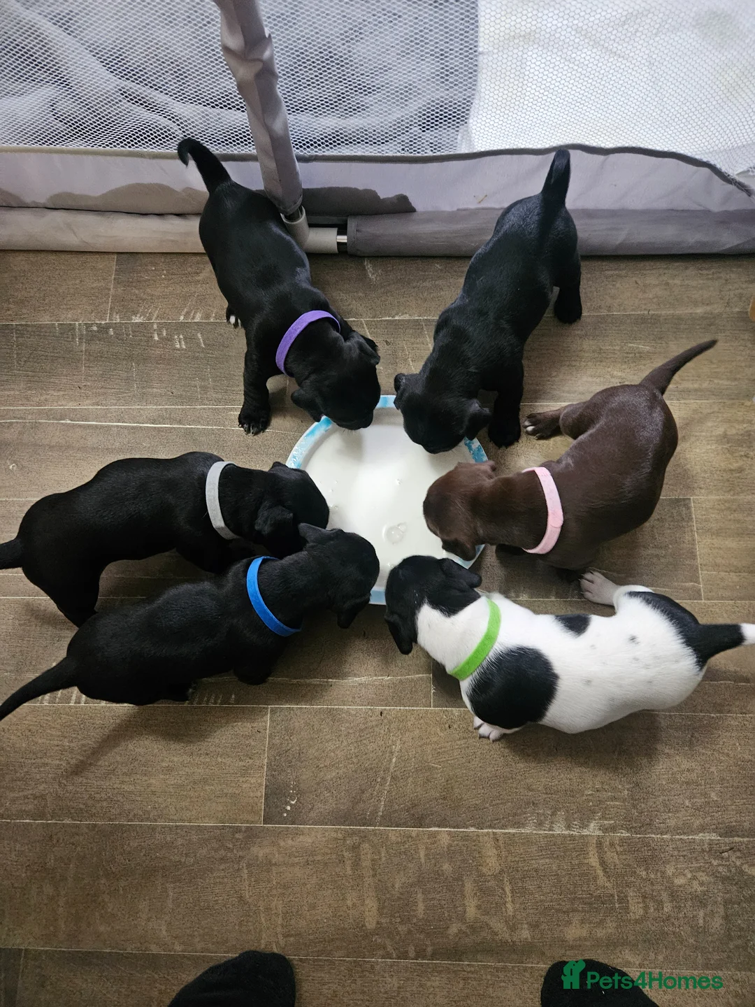 Patterjack dogs for sale: patterjack puppies 3 boys 2 girls  - Advert 1