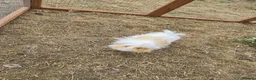 Guinea Pig rodents for sale: Two boy guinea pigs beautiful  - Advert 6