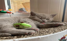 British Shorthair cats for sale: 💎 lilac British Shorthair kittens for reserve ✨ - Image 9