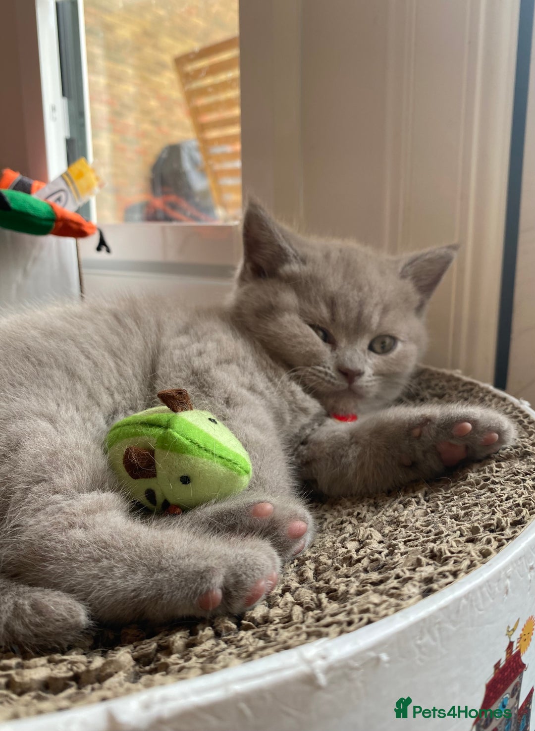 British Shorthair cats for sale: 💎 lilac British Shorthair kittens for reserve ✨ - Image 9