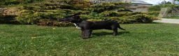 Australian Kelpie dogs for sale: Kelpie X collie puppies in Buxton - Advert 12