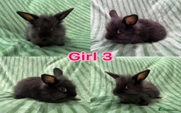 Mini Lion Lop rabbits for sale: 5 fluffy baby rabbits and an adult doe - Image 5