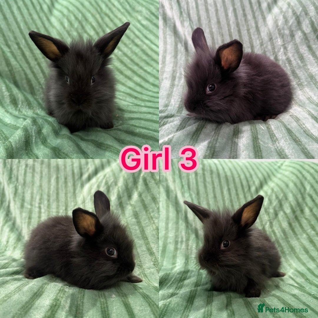 Mini Lion Lop rabbits for sale: 5 fluffy baby rabbits and an adult doe - Image 5