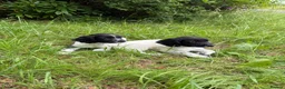 English Springer Spaniel dogs for sale: KC Registered English Springer Spaniel Pups  - Advert 16