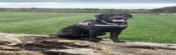 Labrador Retriever dogs for sale: Exceptional KC-Registered Black Labrador Puppies  in Saltburn-by-the-Sea - Advert 24