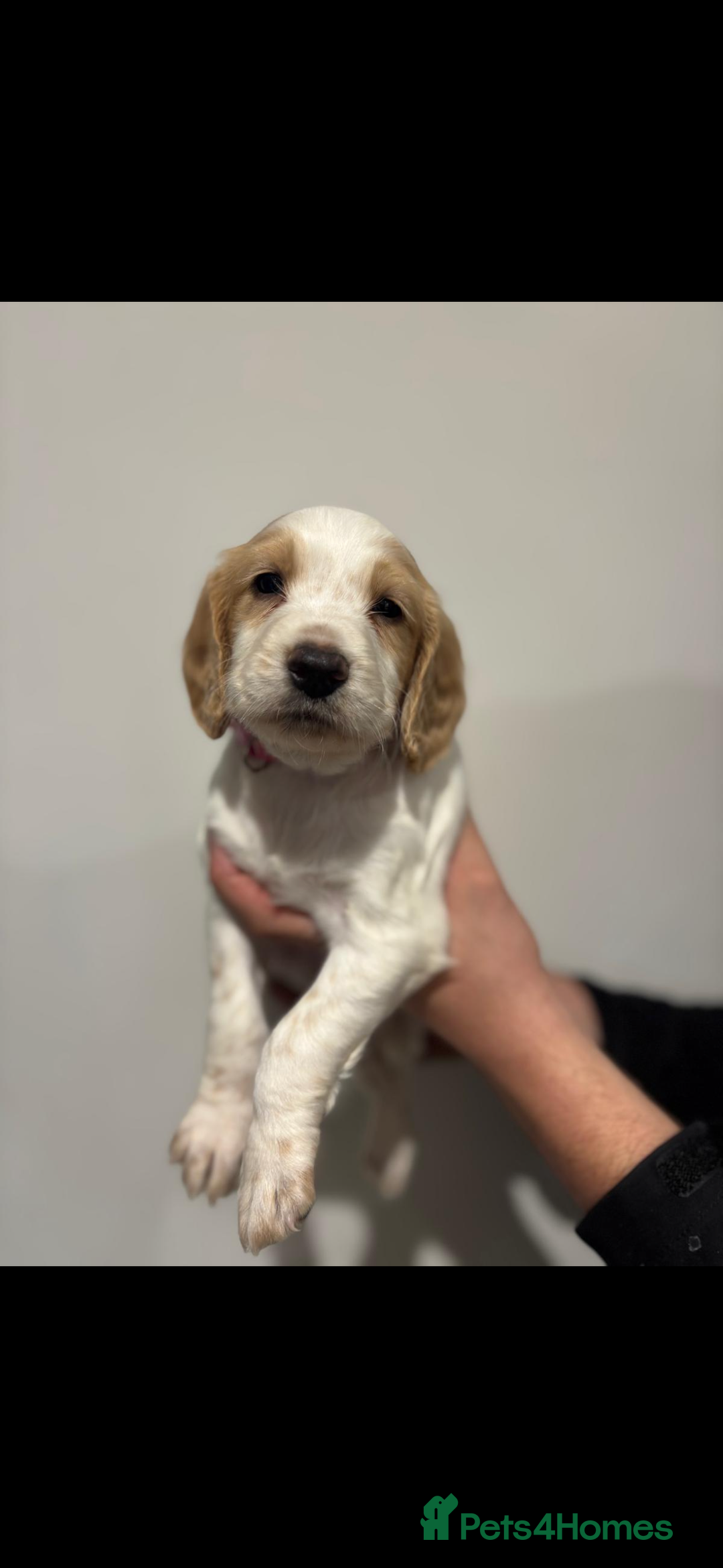 Cocker Spaniel dogs for sale: 5 gorgeous cocker spaniel puppies - Image 27