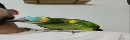 Parrots birds for sale: Hand Raised Blue Fronted Amazon in Manchester - Advert 1