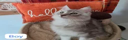 Maine Coon cats for sale: BEAUTIFUL MAINE COON KITTENS, POLY AND NON POLY  - Advert 17