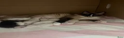 Ragdoll cats for sale: Ragdoll Kittens Looking for Their Forever Homes in Maidenhead - Advert 8