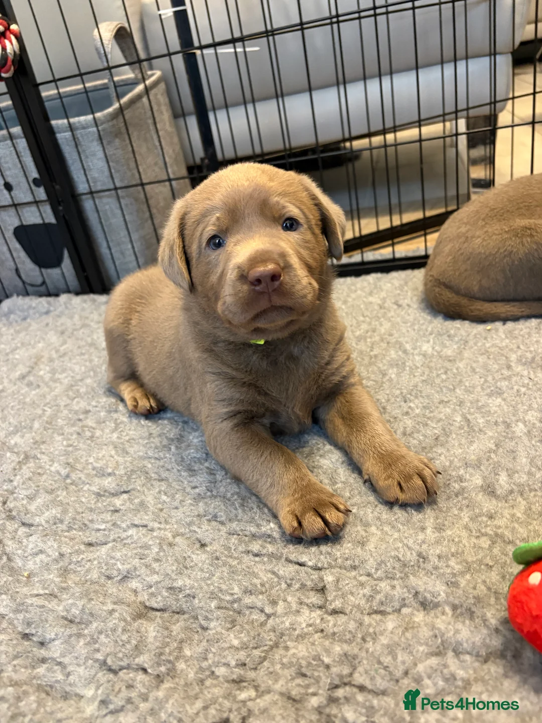Labrador Retriever dogs for sale: KC silver Labrador (last girl remaining) orange  - Advert 8