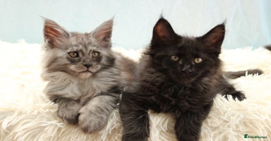 Maine Coon cats - Advert 13