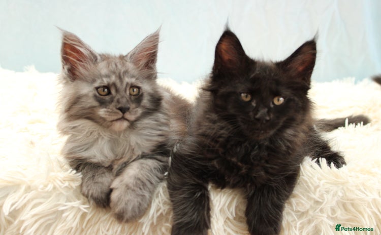 Maine Coon cats - Advert 6