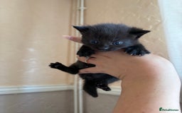 Mixed Breed cats for sale: Cute little tabby kittens  - Image 2