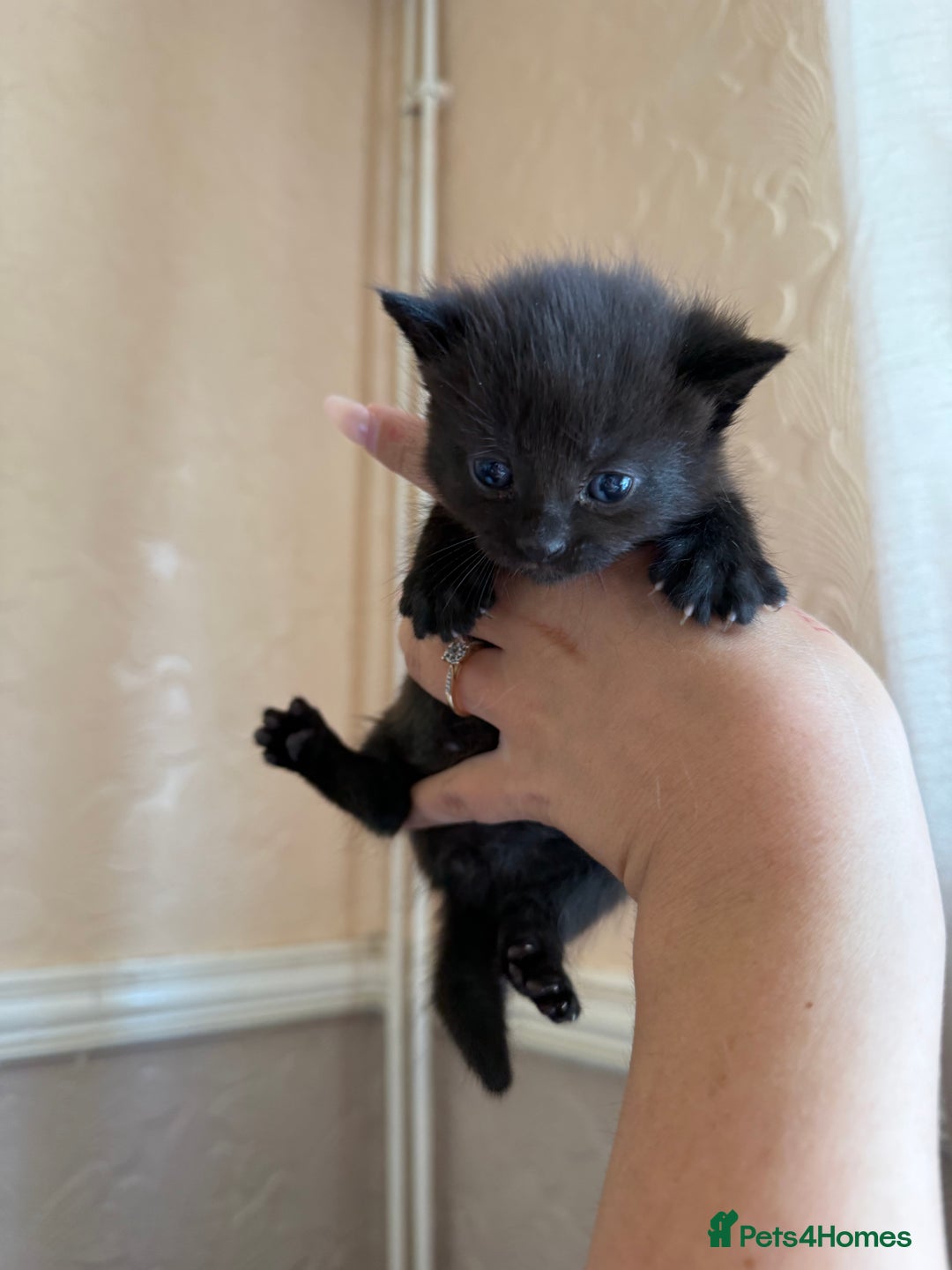 Mixed Breed cats for sale: Cute little tabby kittens  - Image 2