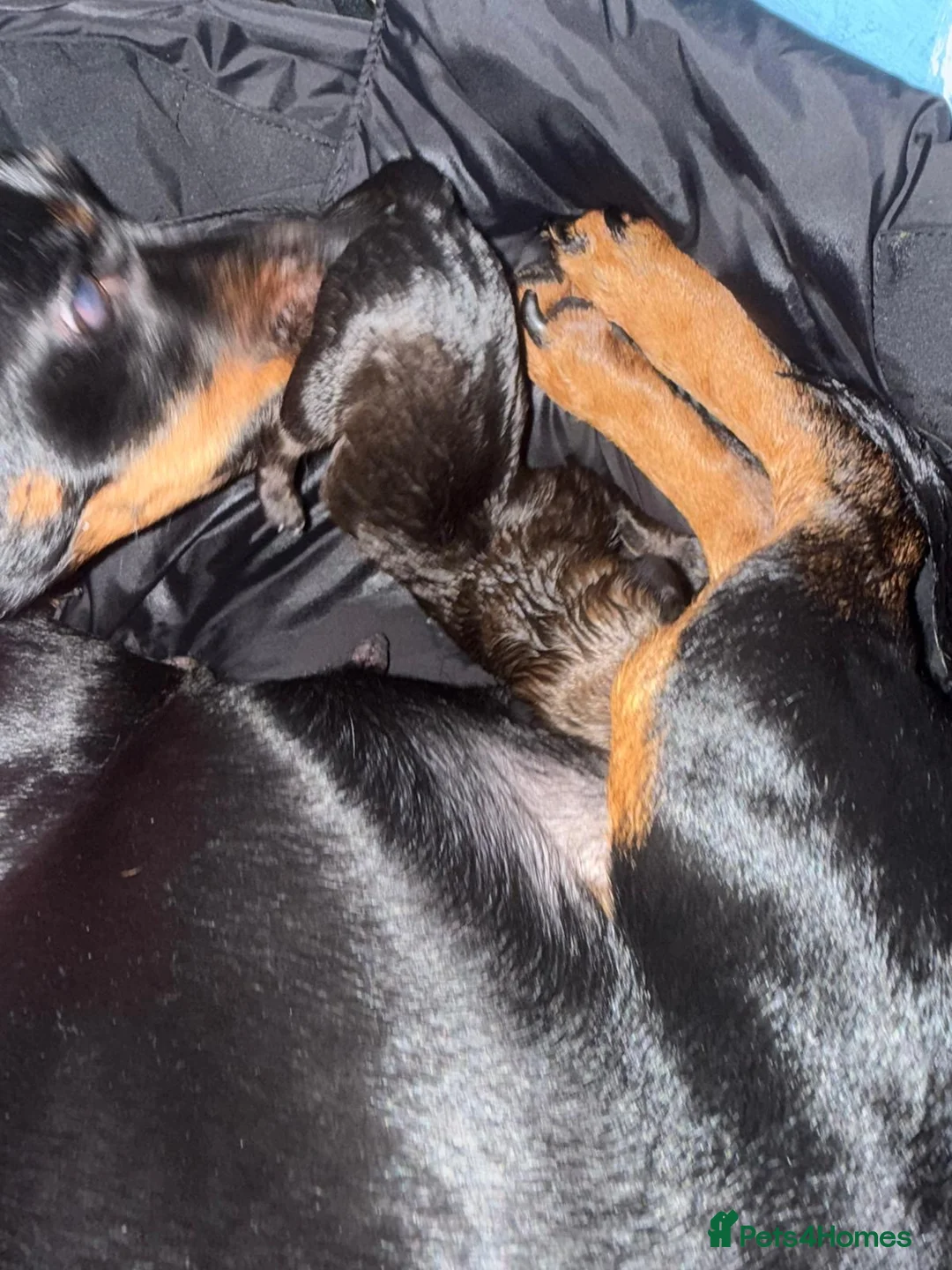 Mixed Breed dogs for sale: Puppy’s for sale  - Advert 18