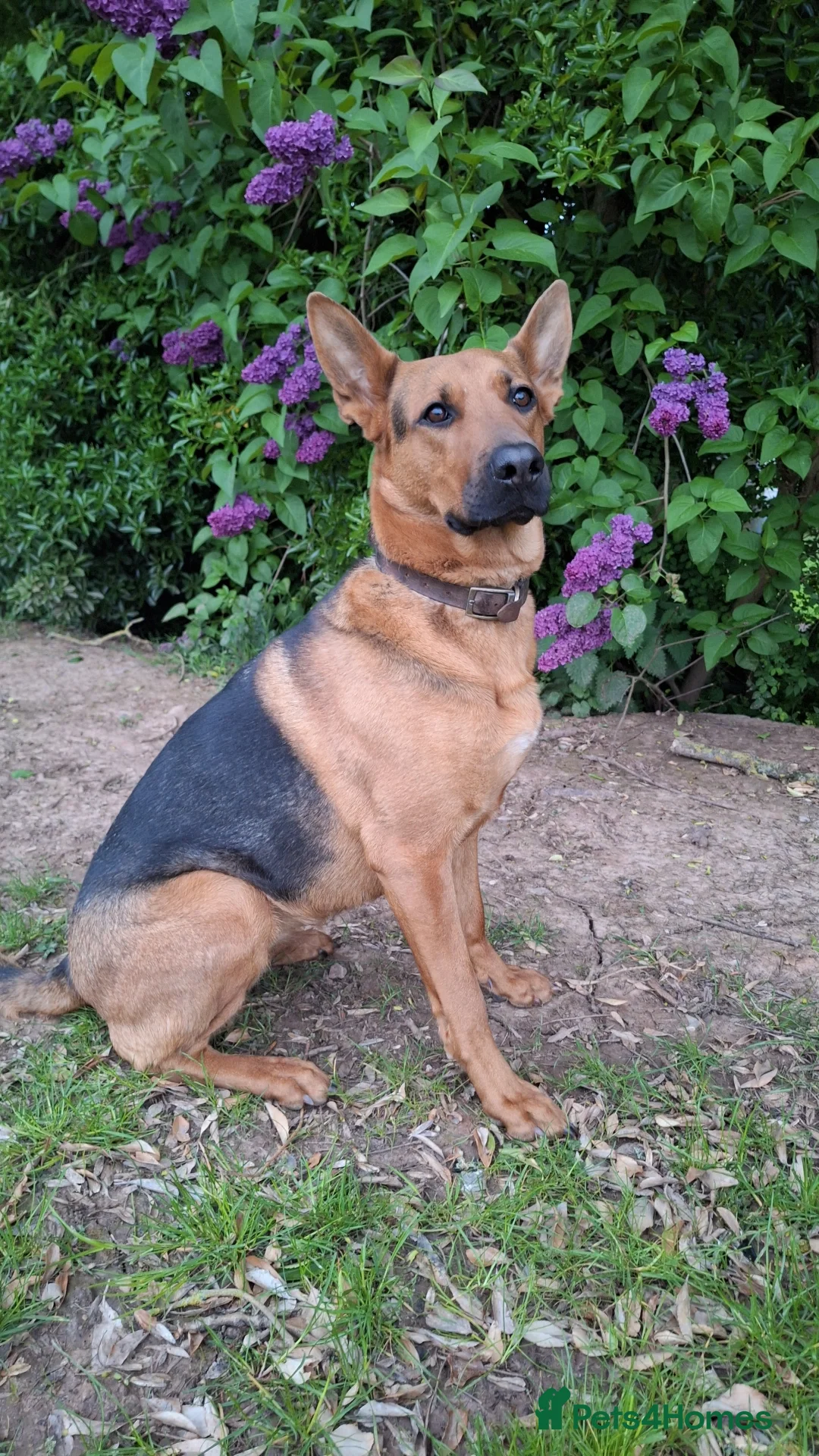 Mixed Breed dogs Red - Looking for loving home 🏡  - Advert 1