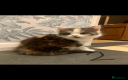 Mixed Breed cats for sale: 5 beautiful kittens ready for their forever home  - Image 4