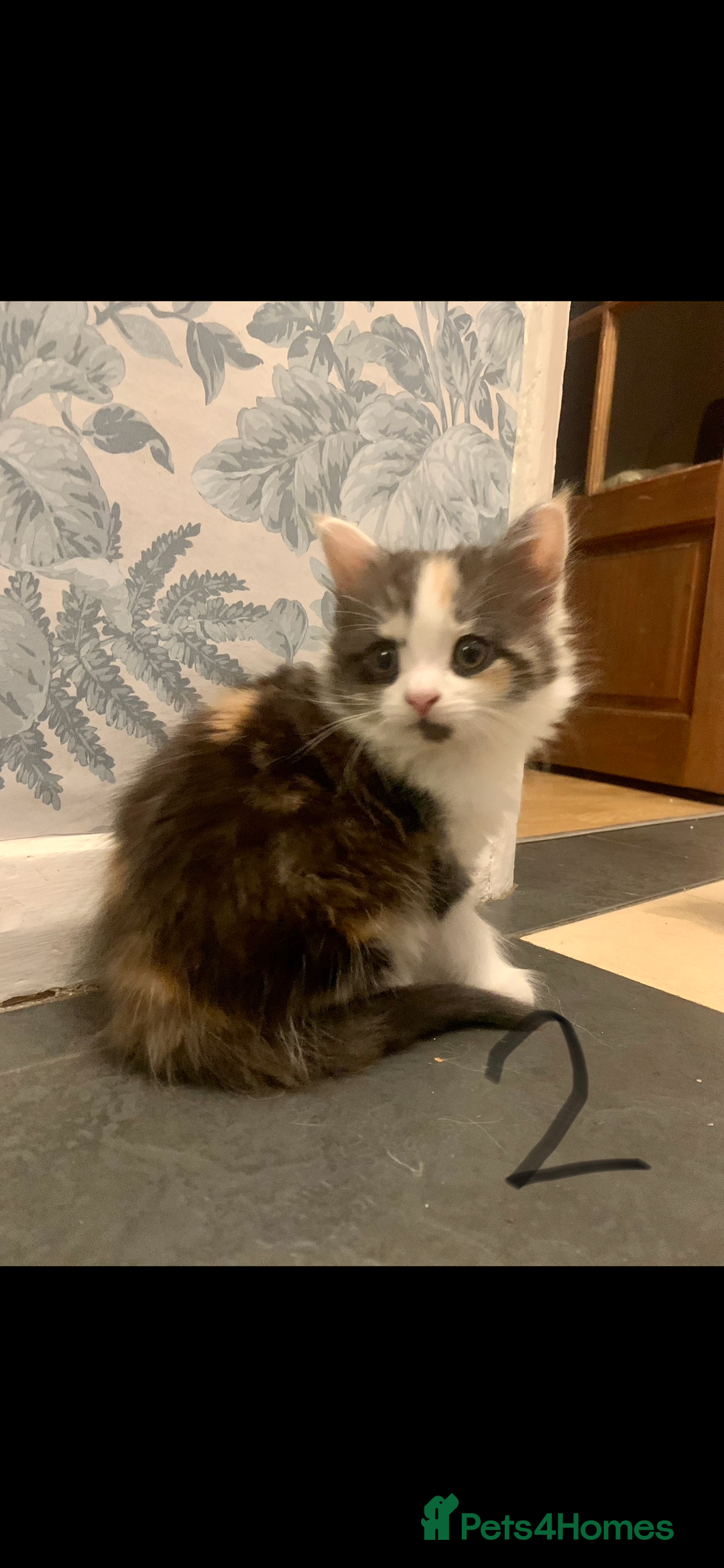 Mixed Breed cats for sale: 5 beautiful kittens ready for their forever home  - Image 4