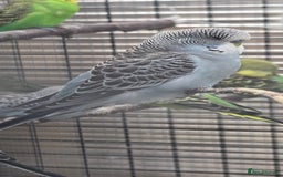 Budgerigars birds for sale: Budgies  - Image 11