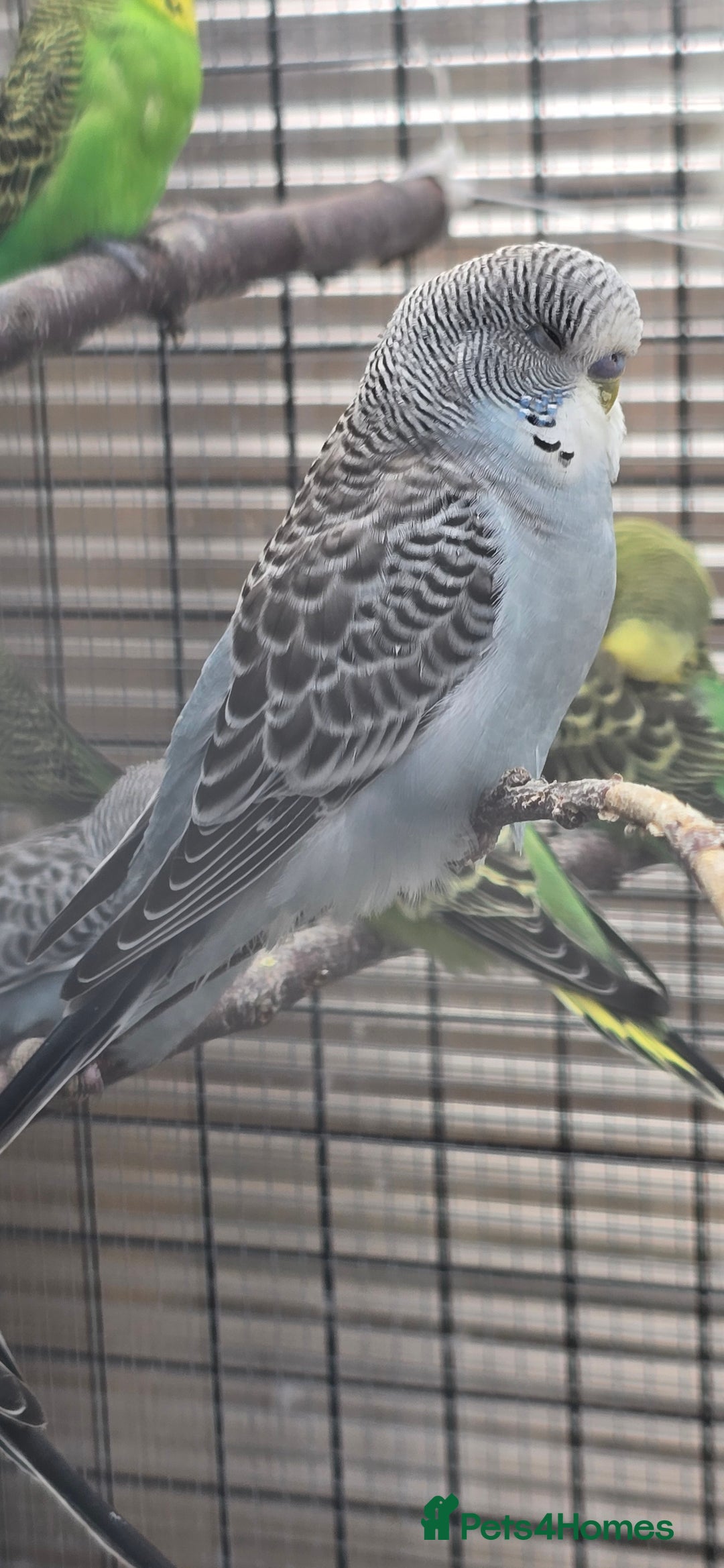 Budgerigars birds for sale: Budgies  - Image 11