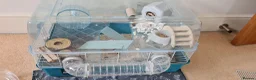 Hamster rodents for sale: Winter White dwarf hamster with cage and supplies in Dartford - Advert 17