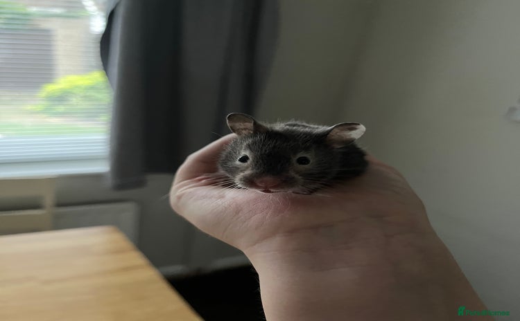 Hamster rodents - Advert 2