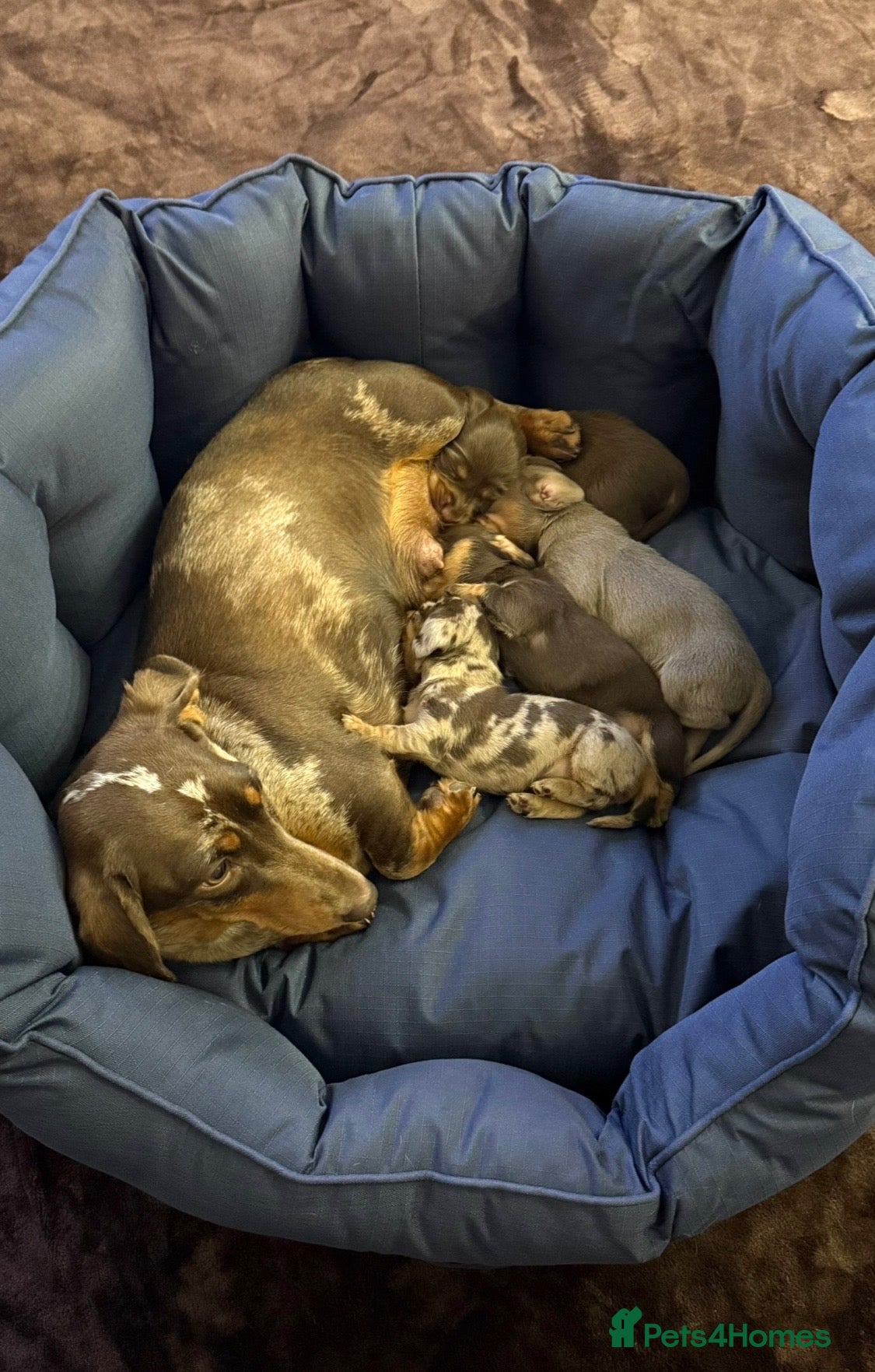 Miniature Dachshund dogs long & short hair miniature dashound puppy’s 4  💕 - Advert 1