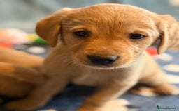 Goldador dogs for sale: Goldendor puppies - Image 10
