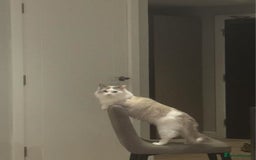 Ragdoll cats for sale: Beautiful Ragdoll cat looking for a warm home - Image 9