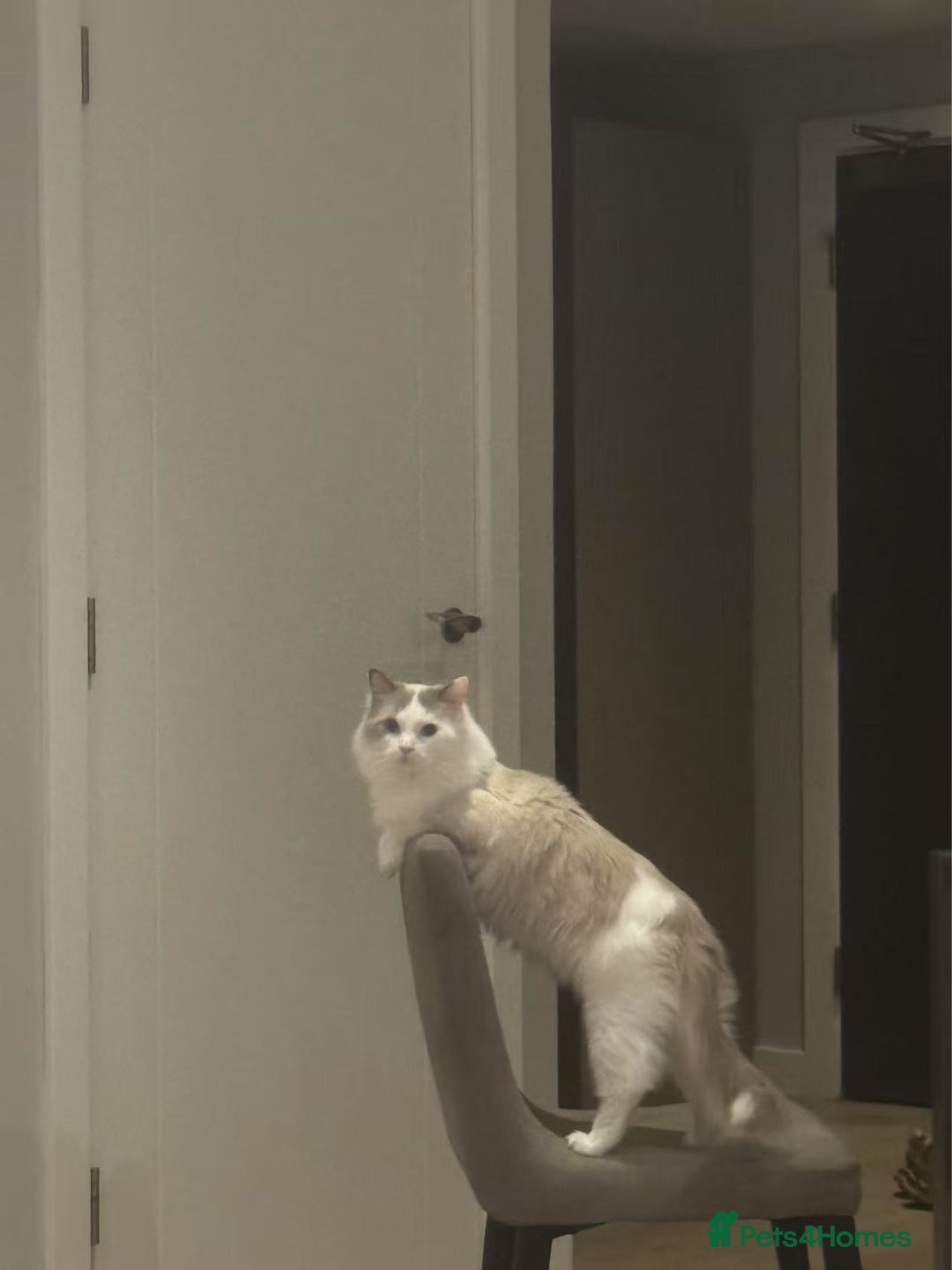 Ragdoll cats for sale: Beautiful Ragdoll cat looking for a warm home - Image 9