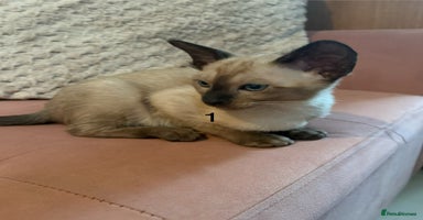 Tonkinese cats - Advert 12