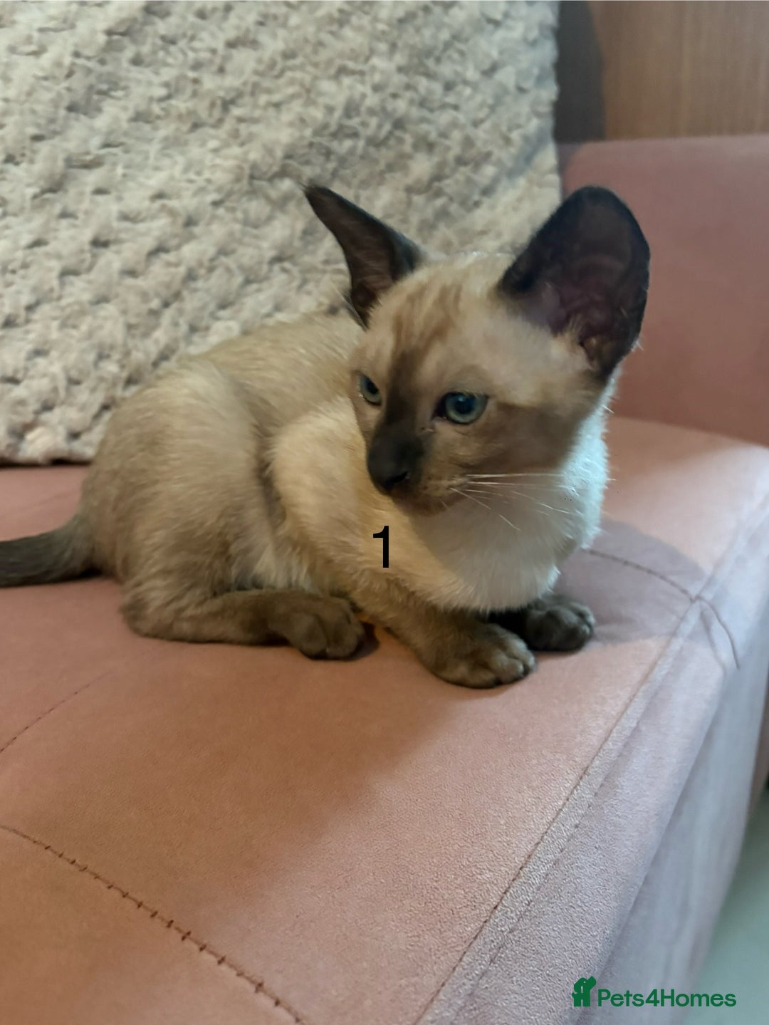 Tonkinese cats for sale: Tonkinese 1st gen Kittens  - Image 2