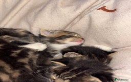 Mixed Breed cats for sale: *ONE LEFT* Beautiful long hair kittens - Advert 10