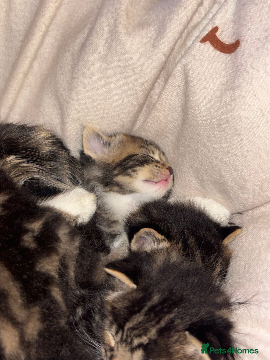 Mixed Breed cats for sale: *ONE LEFT* Beautiful long hair kittens - Advert 10