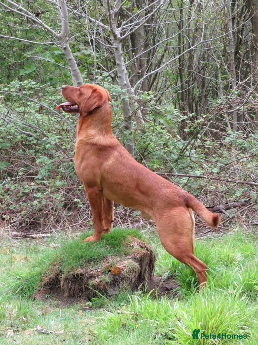 Labrador Retriever dogs for stud: KC reg, health tested Lab at Stud- Blazing bernard in Malton - Advert 8