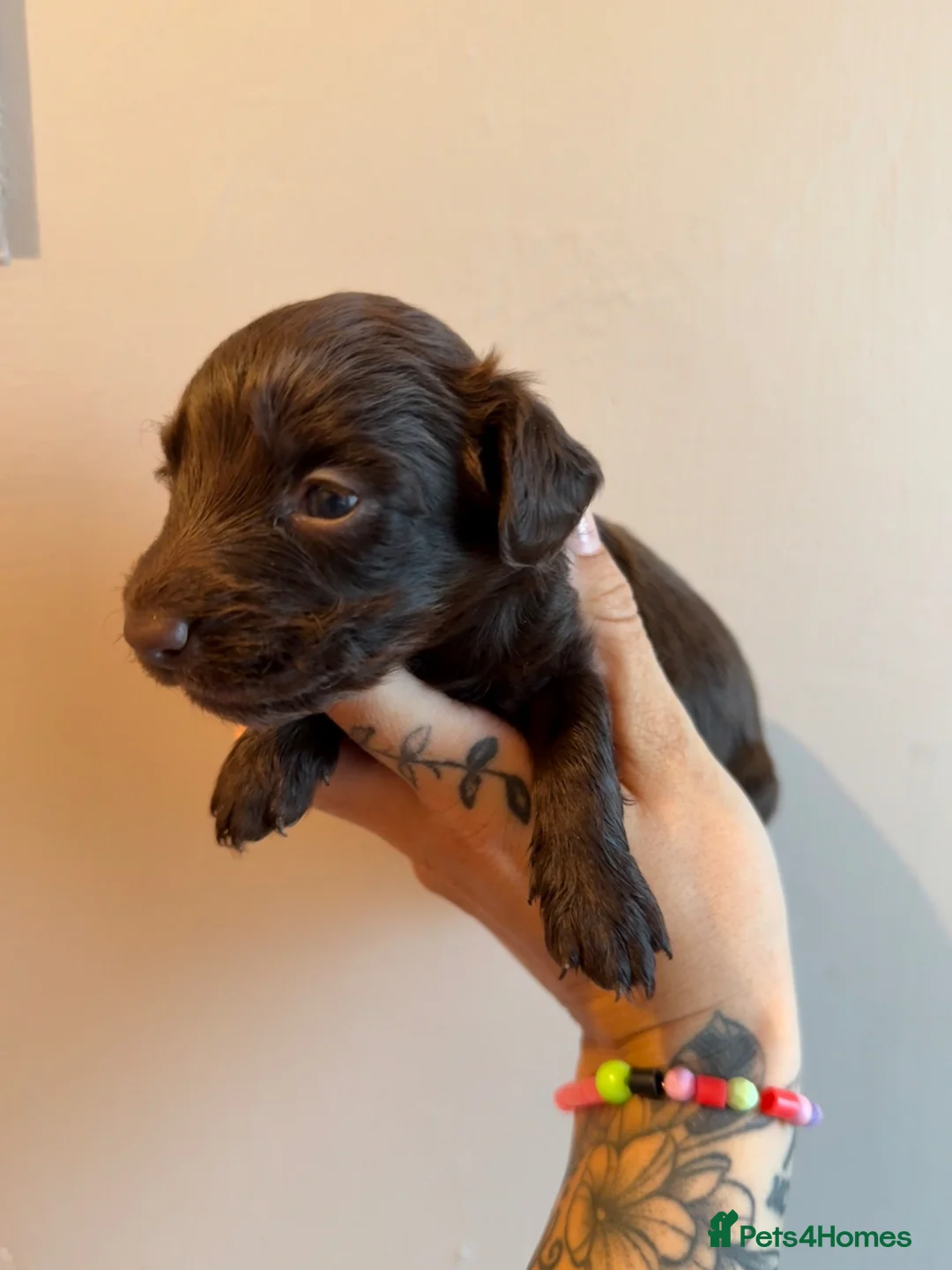 Mixed Breed dogs for sale: Doxiepoo pups  in Burton-on-Trent - Advert 2
