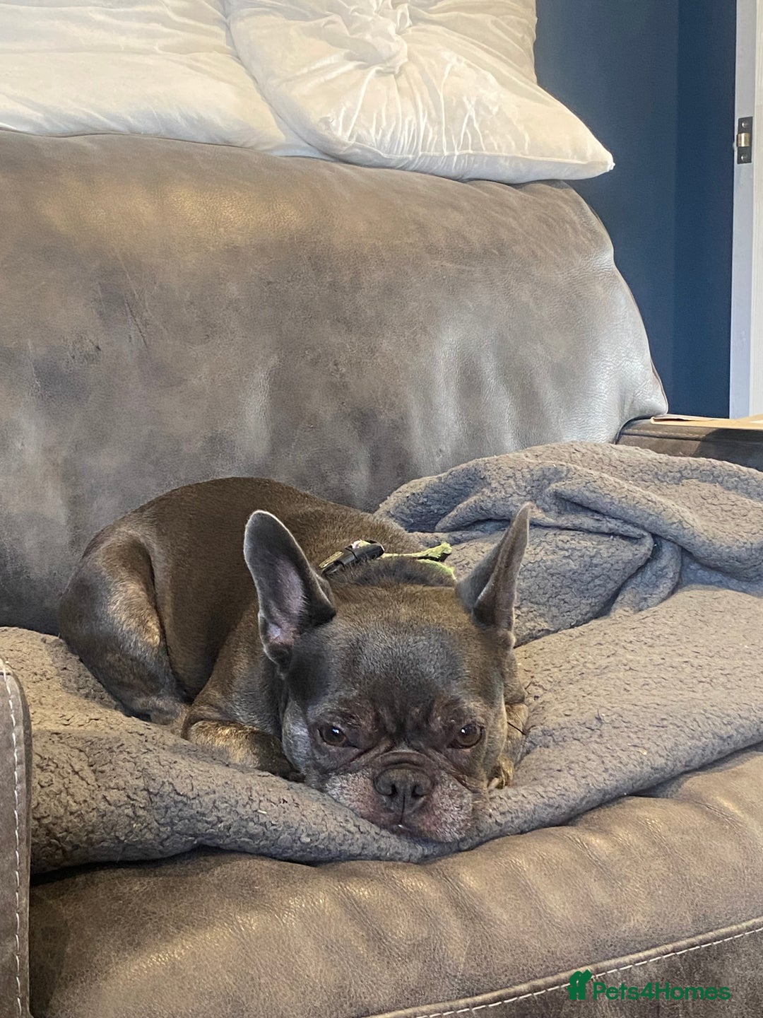 French Bulldog dogs for sale: Bella  - Image 2